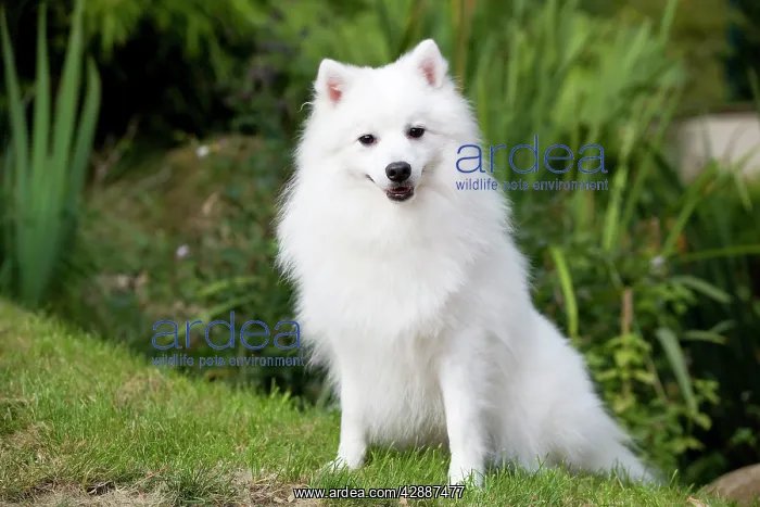  : Dog - Japanese Spitz