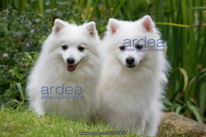  : Dog - Japanese Spitz