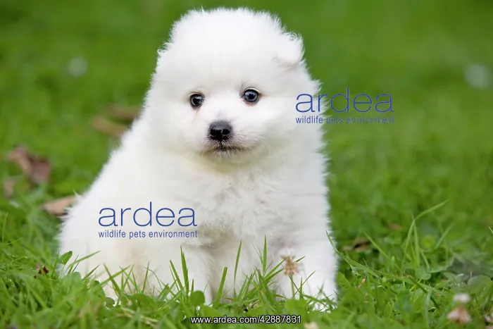  : Dog - Japanese Spitz