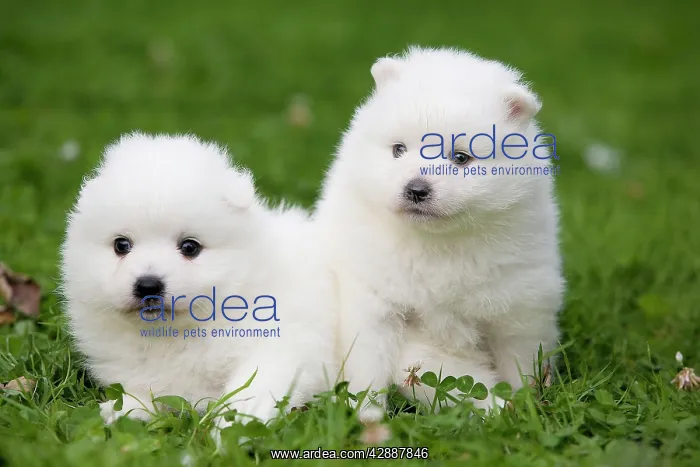  : Dog - Japanese Spitz