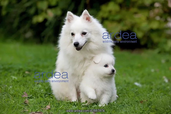  : Dog - Japanese Spitz