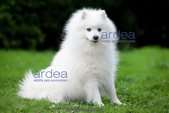  : Dog - Japanese Spitz