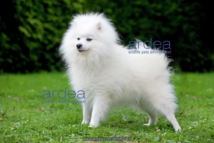  : Dog - Japanese Spitz