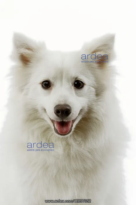  : Dog - Japanese Spitz