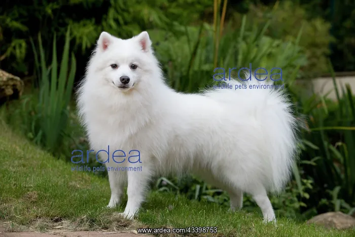  : Dog - Japanese Spitz