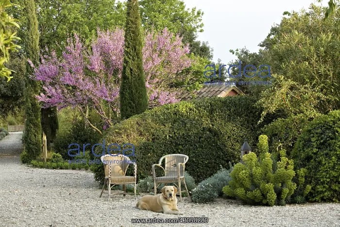 : Dog and Judas tree in bloom in a garden of Provence France : Dog and Judas tree in bloom in a garden of Provence France