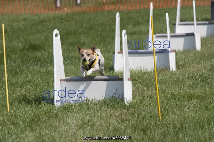 : Dog jumping at agility event Gotherington Show UK : Dog jumping at agility event Gotherington Show UK
