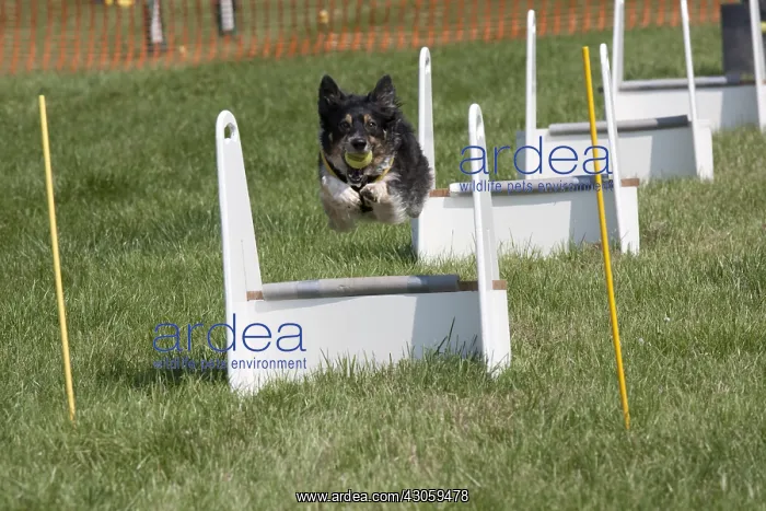 : Dog jumping at agility event Gotherington Show UK : Dog jumping at agility event Gotherington Show UK
