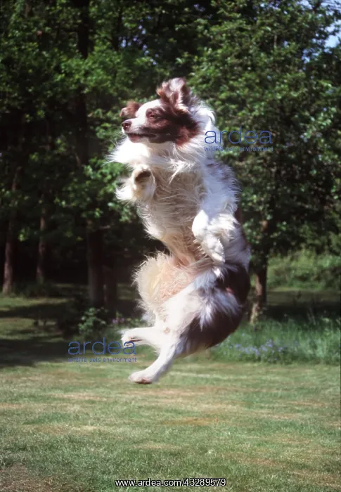 : DOG - JUMPING FOR BALL : DOG - JUMPING FOR BALL