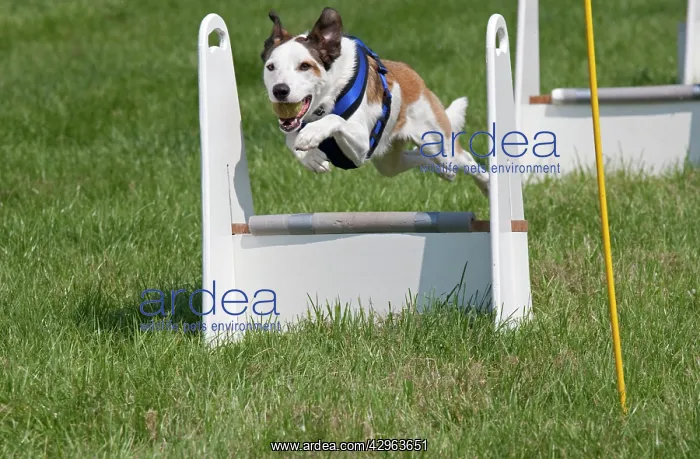 : Dog - jumping at dog agility event : Dog - jumping at dog agility event