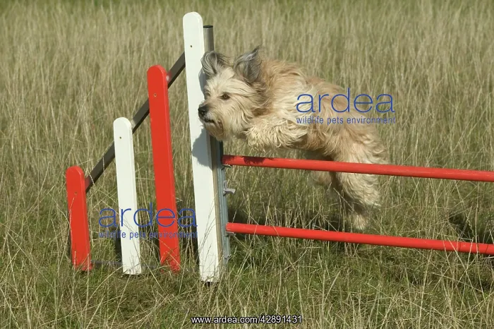  : Dog jumping over fence on agility course