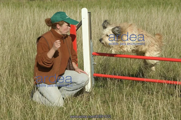  : Dog jumping over fence on agility course with trainer