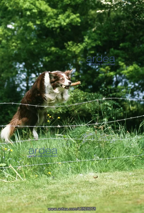  : Dog - Jumping over fence with stick
