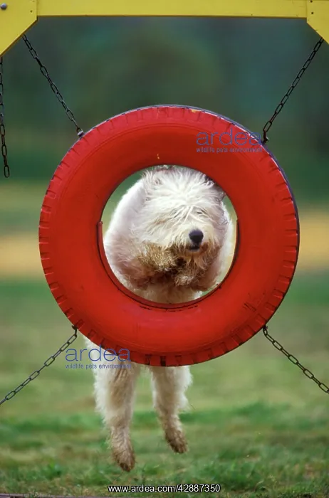  : Dog - jumping though tyre