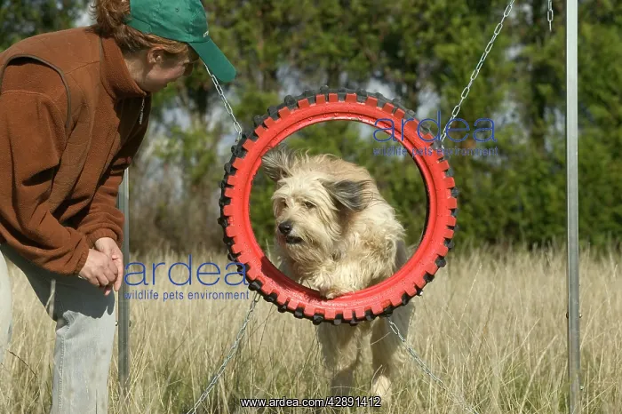 : Dog jumping through tyre on agility course with trainer : Dog jumping through tyre on agility course with trainer
