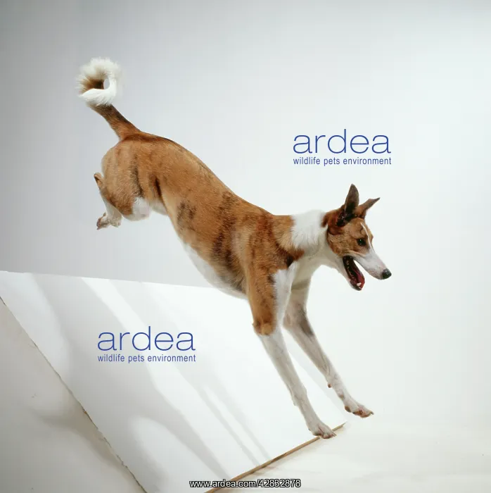  : DOG - jumping, side view