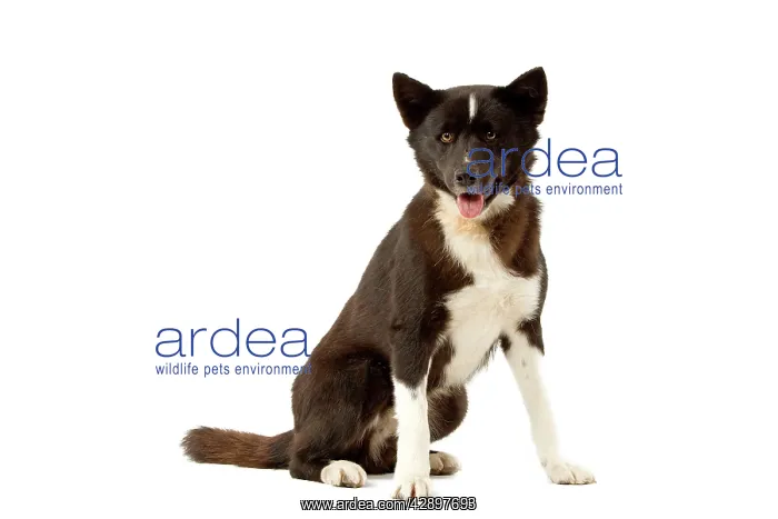  : Dog - Karelia Bear Dog