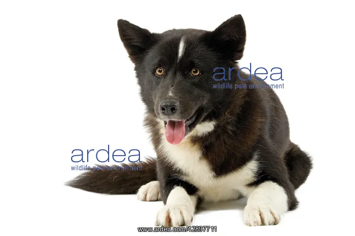  : Dog - Karelia Bear Dog