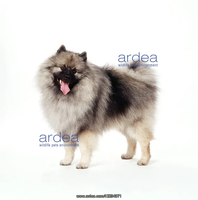 : DOG - KEESHOND, side view : DOG - KEESHOND, side view