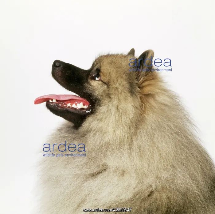  : DOG - KEESHOND, side view of head