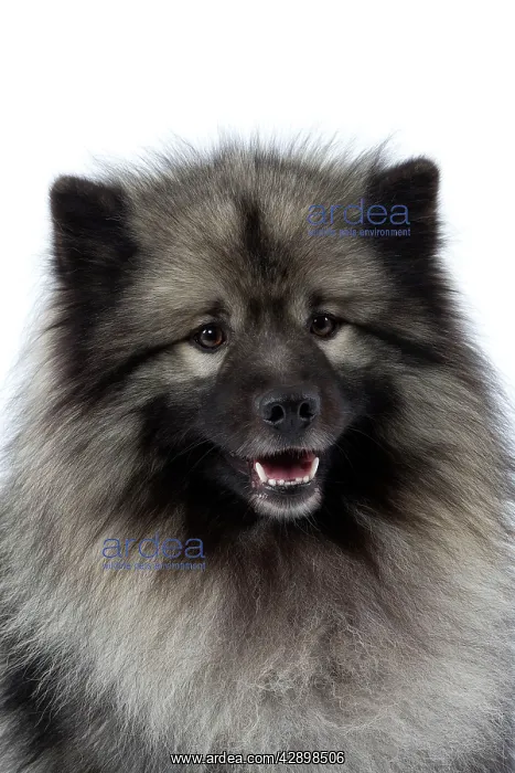  : Dog - Keeshond  /  Wolf Spitz  /  Chien Loup