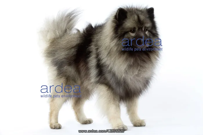  : Dog - Keeshond  /  Wolf Spitz  /  Chien Loup