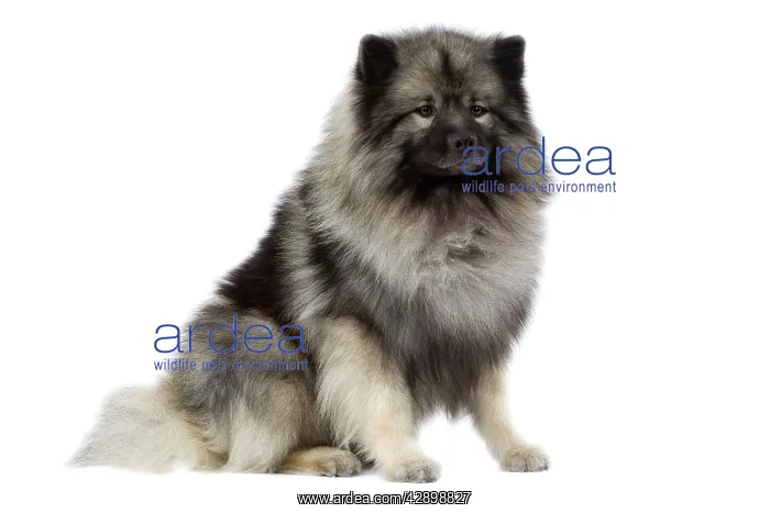  : Dog - Keeshond  /  Wolf Spitz  /  Chien Loup