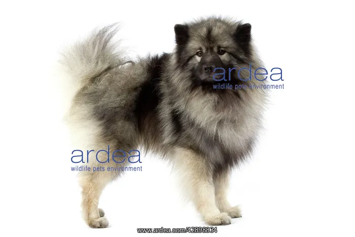  : Dog - Keeshond  /  Wolf Spitz  /  Chien Loup