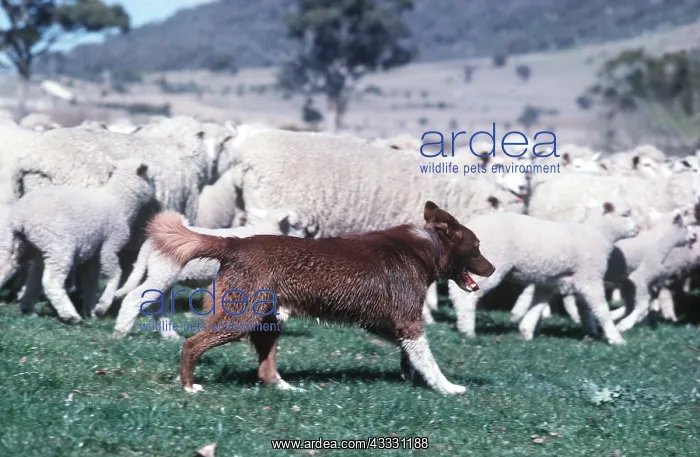 : DOG - KELPIE - herding sheep : DOG - KELPIE - herding sheep