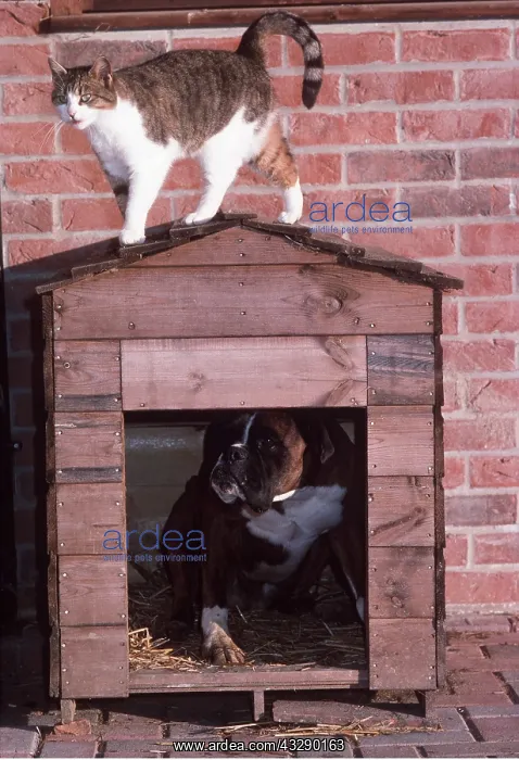 : DOG in kennel and CAT on roof : DOG in kennel and CAT on roof