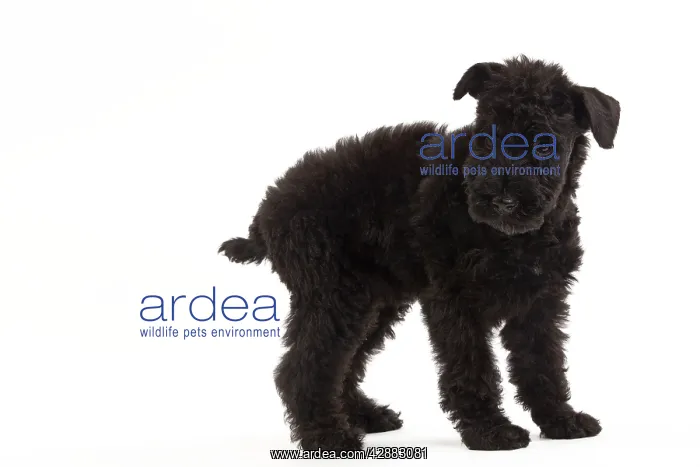  : Dog - Kerry Blue Terrier - in studio