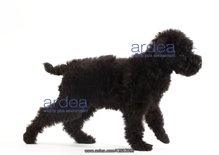  : Dog - Kerry Blue Terrier - in studio
