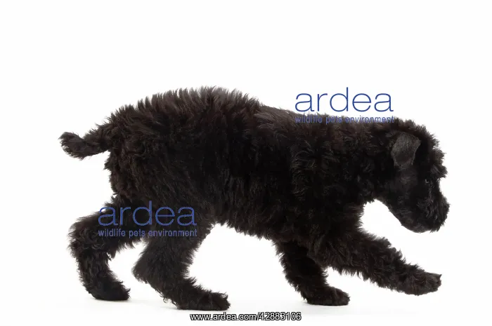  : Dog - Kerry Blue Terrier - in studio