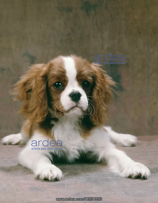 : DOG - King Charles Cavelier Spaniel : DOG - King Charles Cavelier Spaniel