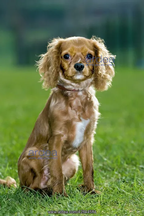 : Dog - King Charles Spaniel sitting on grass : Dog - King Charles Spaniel sitting on grass
