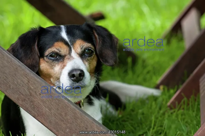 : Dog King Charles X Jack Russell laying under : Dog King Charles X Jack Russell laying under