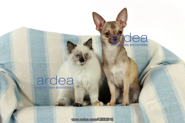 : DOG & KITTEN. Chihuahua and kitten sitting together : DOG & KITTEN. Chihuahua and kitten sitting together