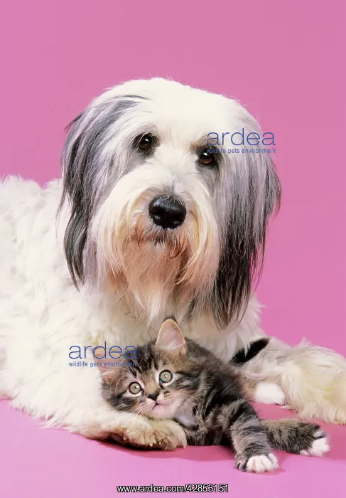 : DOG - and Kitten with head on dogIs paw : DOG - and Kitten with head on dogIs paw