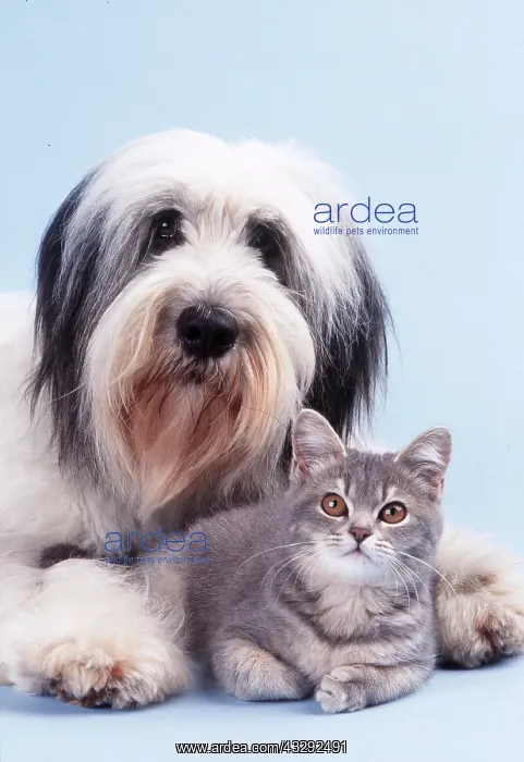 : DOG & KITTEN - Polish lowland sheepdog : DOG & KITTEN - Polish lowland sheepdog