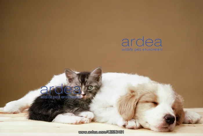 : DOG - Kitten and puppy asleep : DOG - Kitten and puppy asleep
