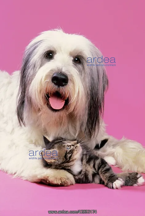 : DOG - KITTENS HEAD RESTS ON PAW : DOG - KITTENS HEAD RESTS ON PAW