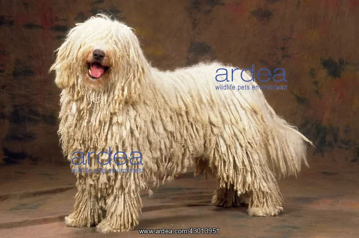 : Dog - Komondor : Dog - Komondor