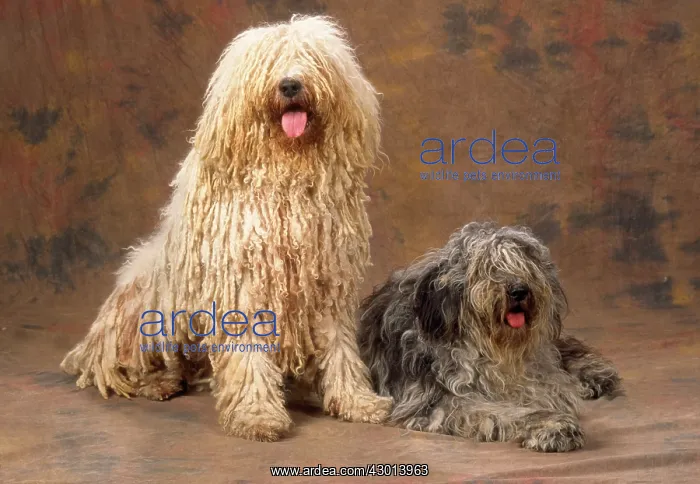  : Dog - Komondor and Puli - Hungarian Sheep Dogs