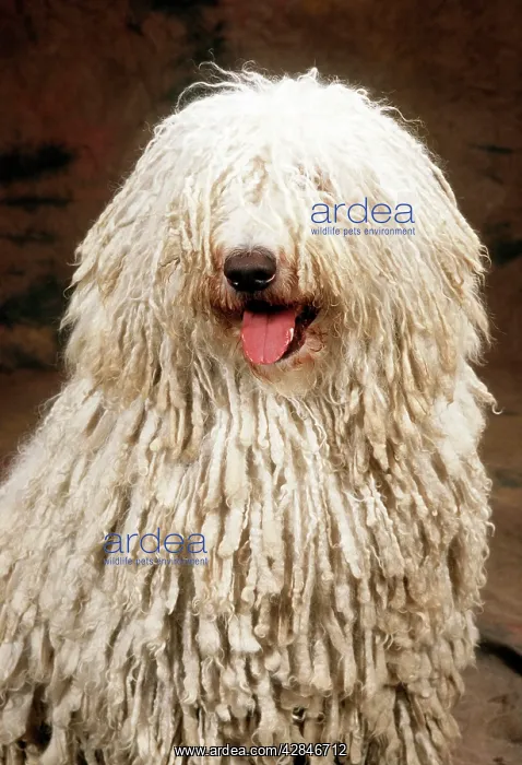 : DOG - KOMONDOR - showing tongue : DOG - KOMONDOR - showing tongue