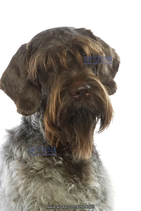 : Dog - Korthal / German wire-haired pointing Griffon : Dog - Korthal / German wire-haired pointing Griffon