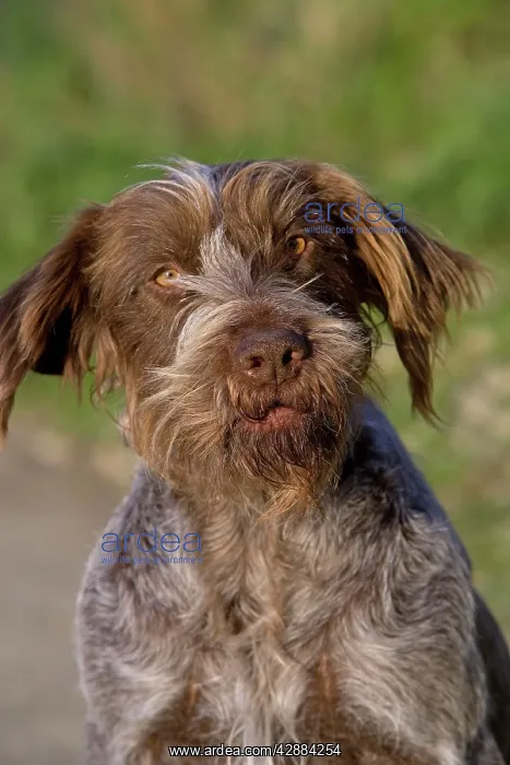 : Dog - Korthal / German wire-haired pointing Griffon : Dog - Korthal / German wire-haired pointing Griffon
