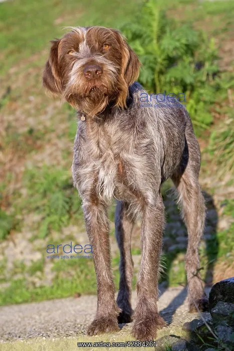 : Dog - Korthal / German wire-haired pointing Griffon : Dog - Korthal / German wire-haired pointing Griffon
