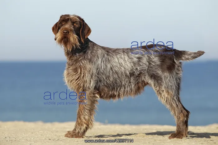 : Dog - Korthal Griffon - on beach