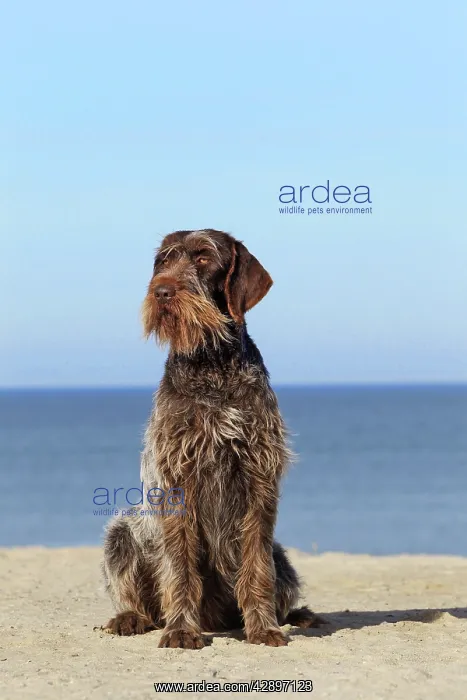  : Dog - Korthal Griffon - on beach