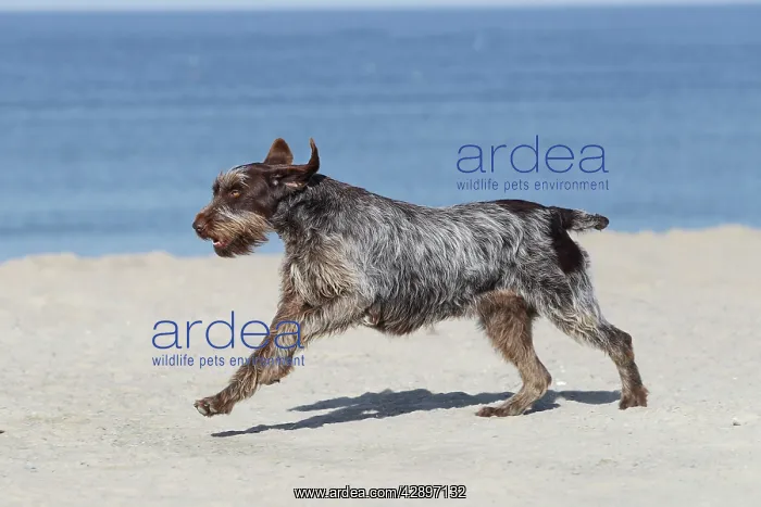  : Dog - Korthal Griffon - on beach running
